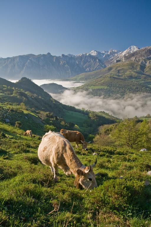 Al Rincon De Emi Lägenhet Carrena de Cabrales Rum bild